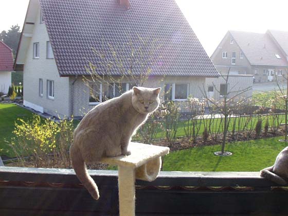 Gegenlicht Cornona